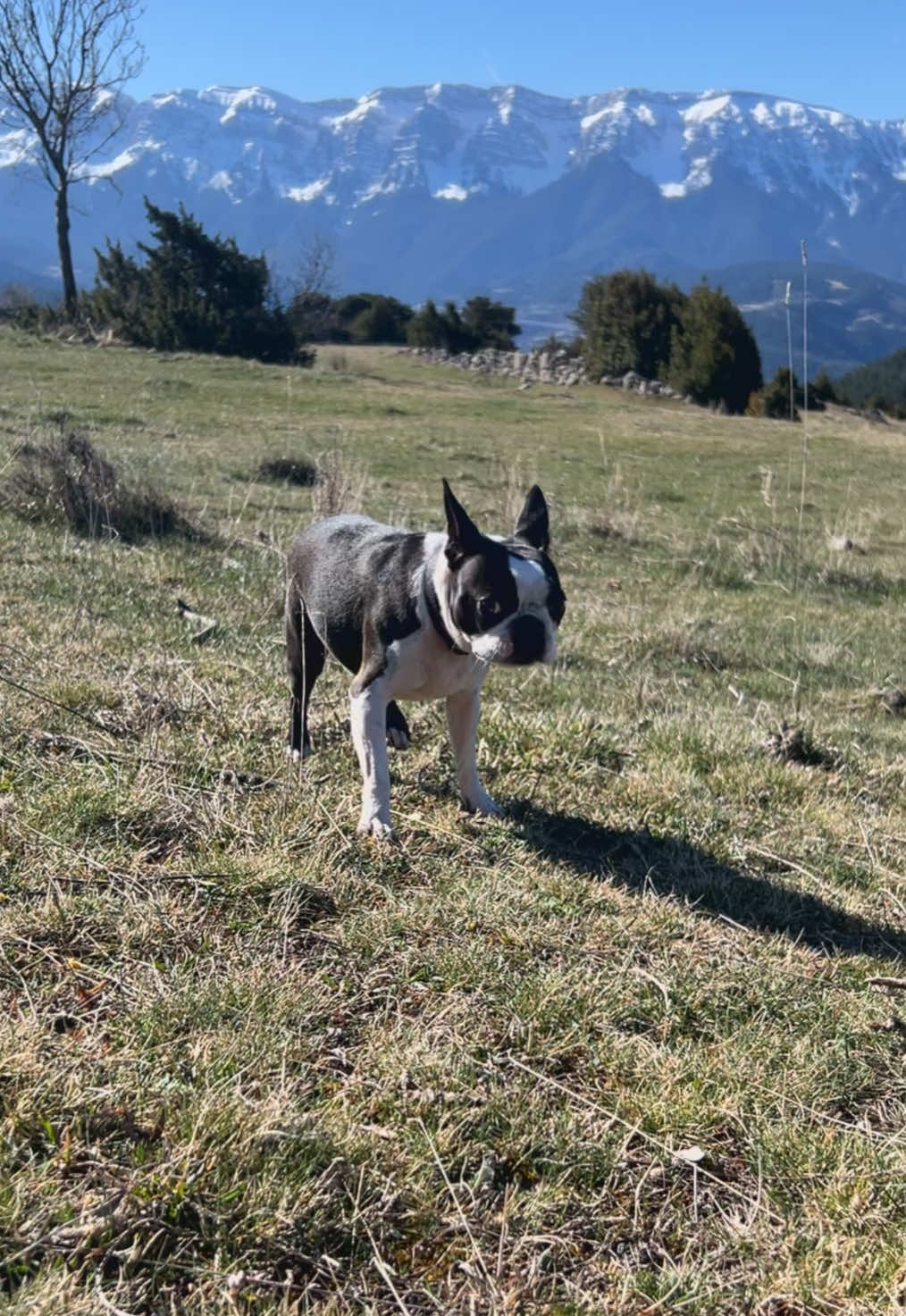 @Pipa 🐾 The Boston