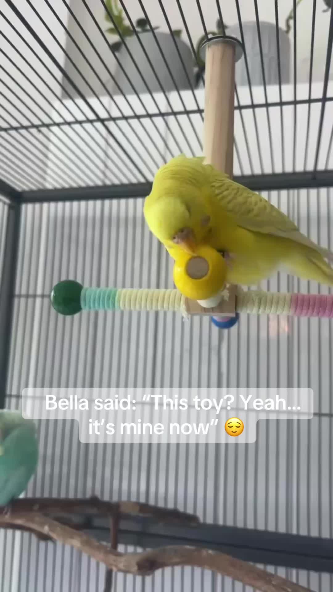 @BudgieDramaSquad