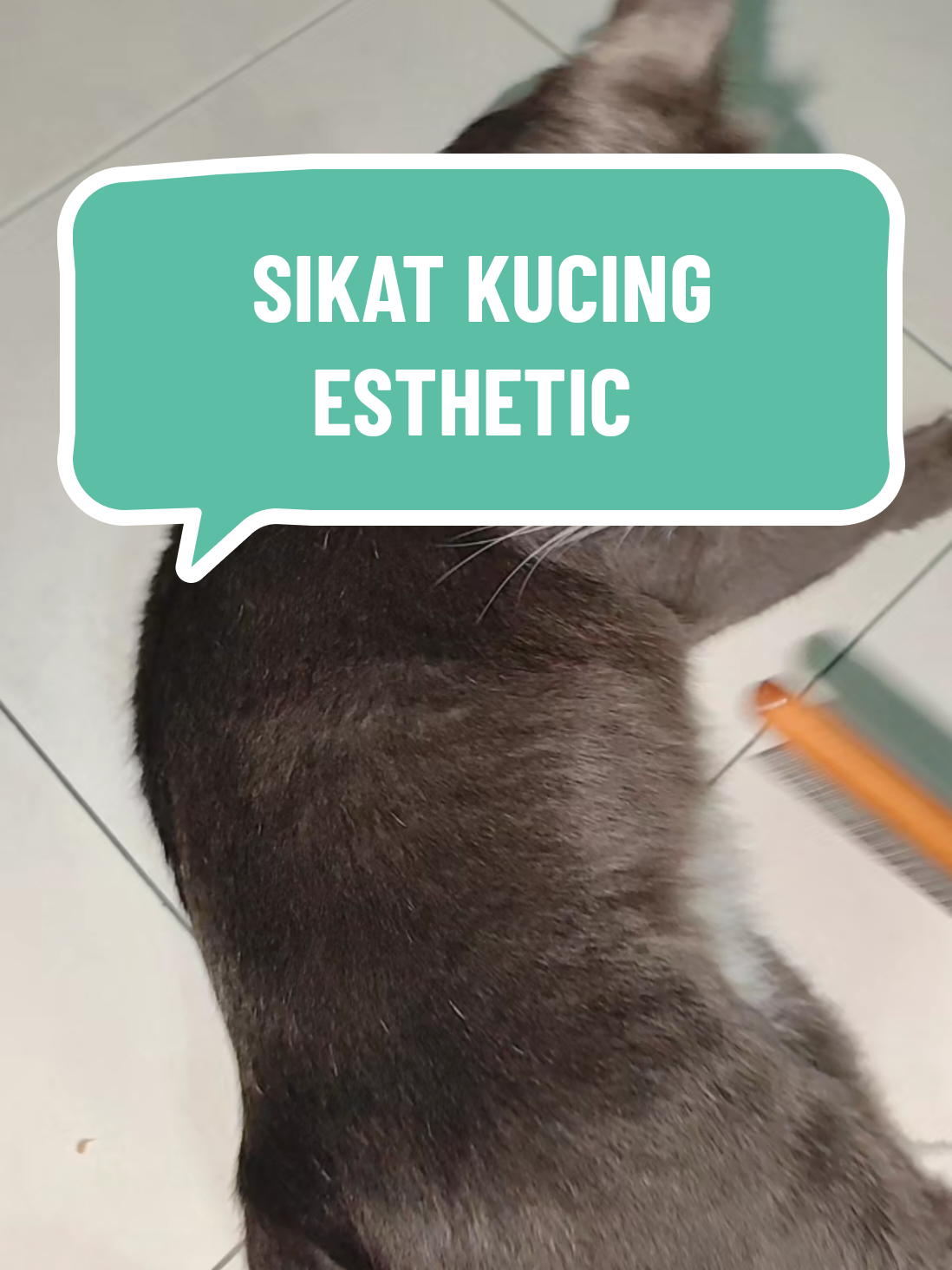 @Omma Kucing 🇲🇾🍉