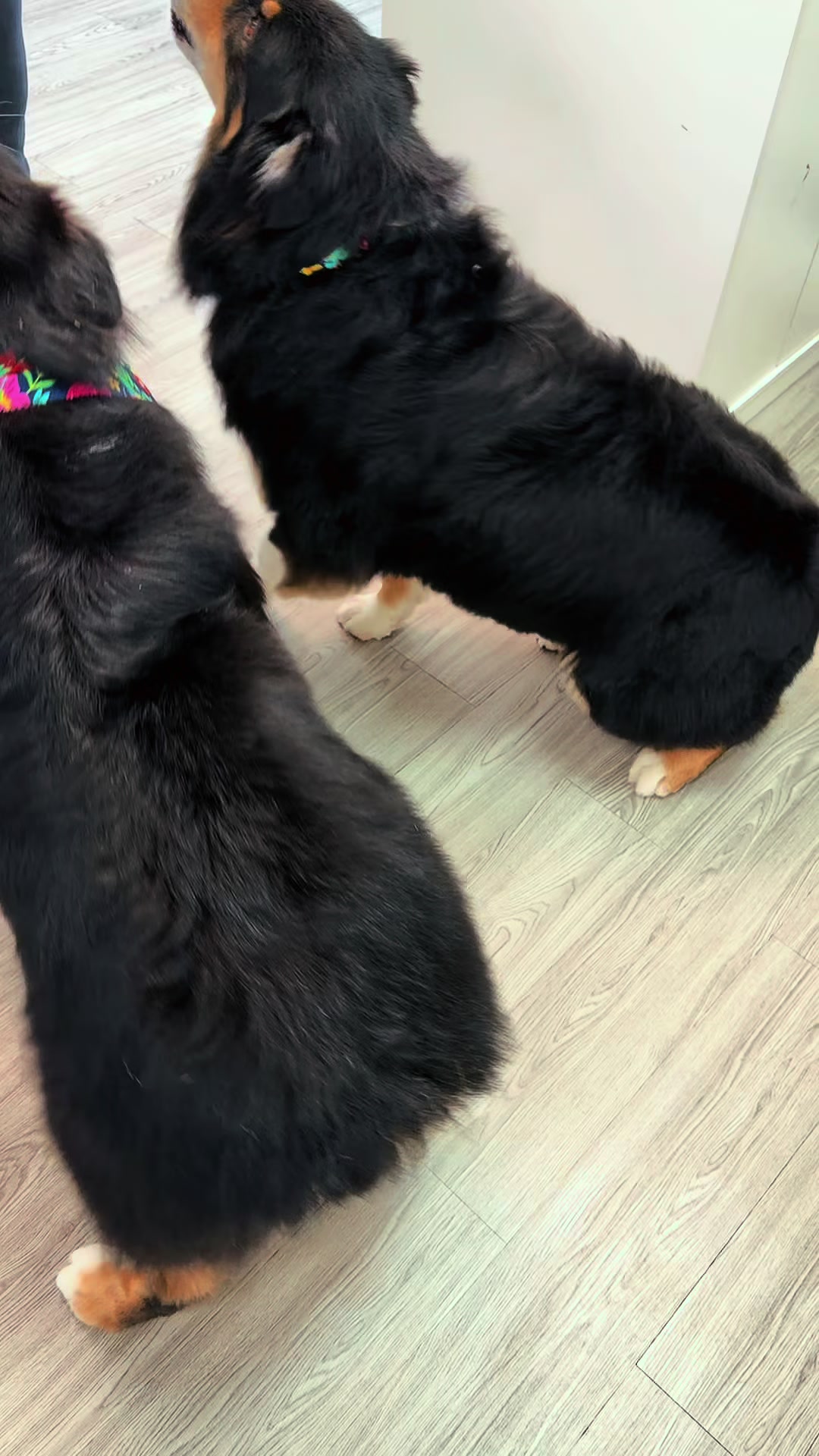 @The_BeautyBark
