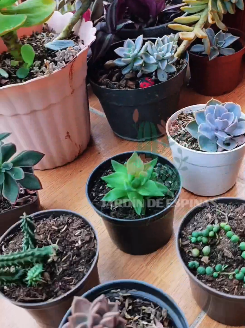 @CACTUS JARDIN DE ESPINAS