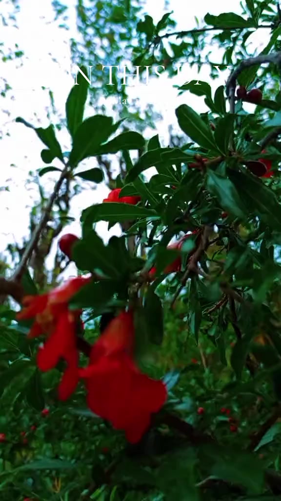 @✿𝐐𝐔𝐄𝐄𝐍 𝐀𝐁𝐁𝐀𝐒𝐈✿✔