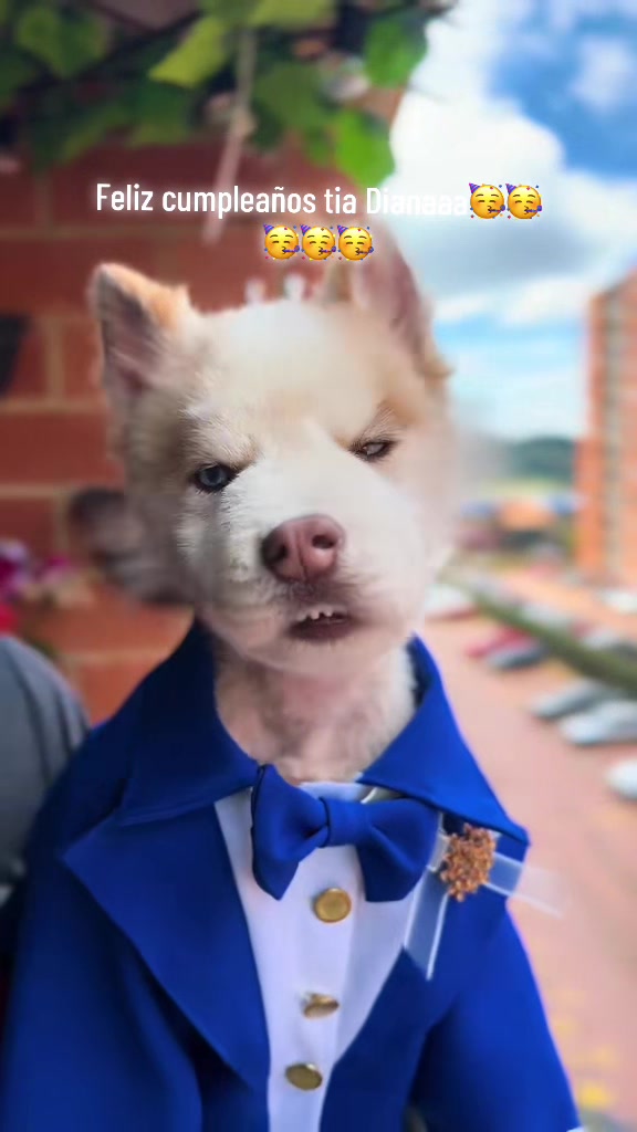 @🐺MiFamiliadehuskies🐾
