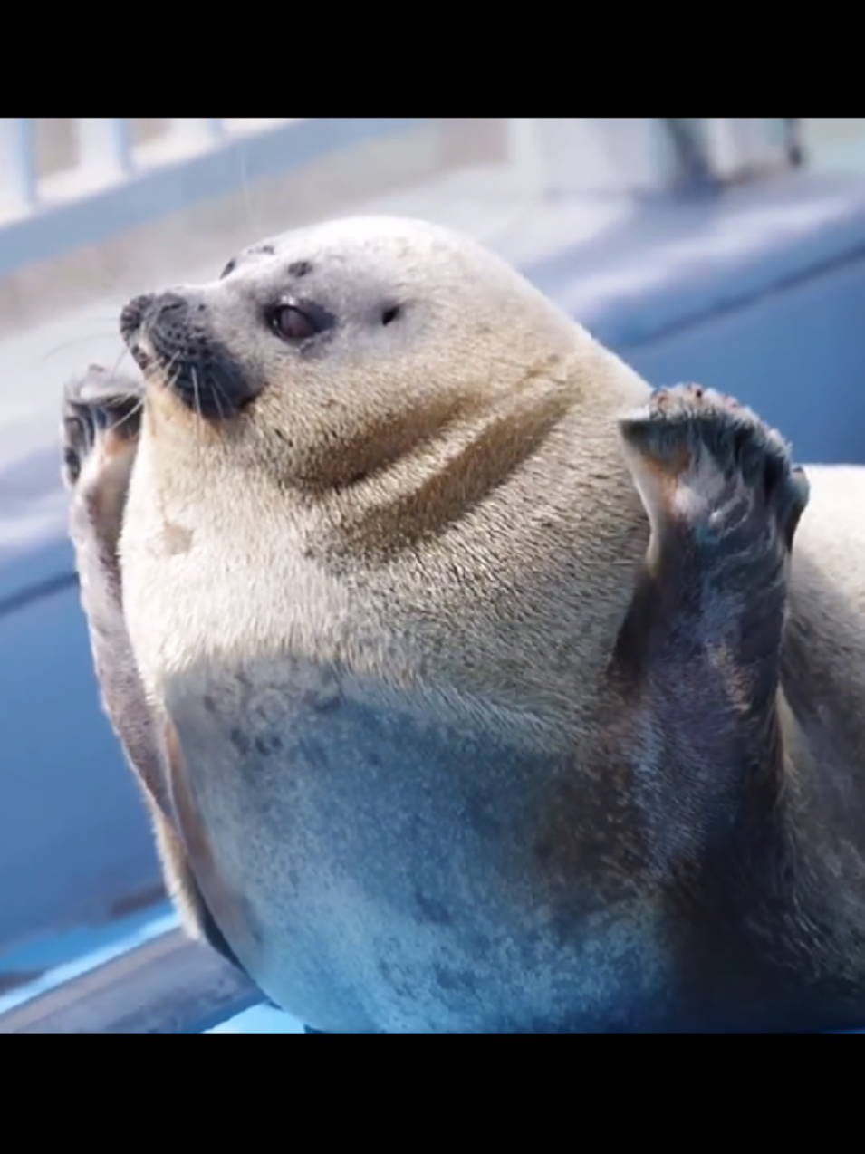 @🩷🎀 seal 🦭🩷