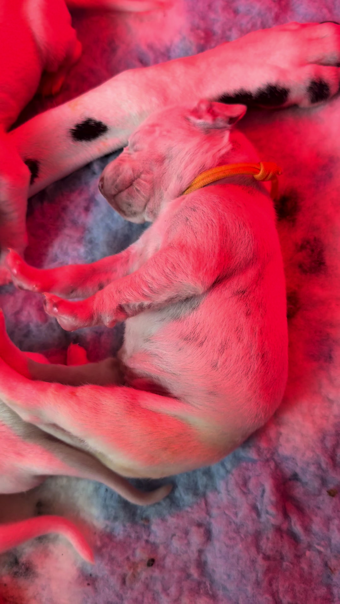 @monochrome_mosaic_fci