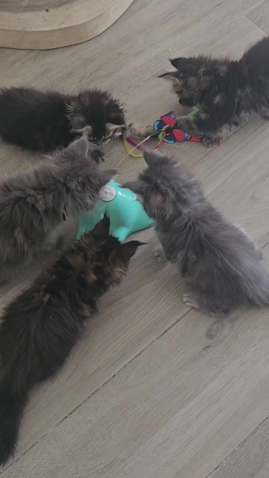 @mainecoonspalace