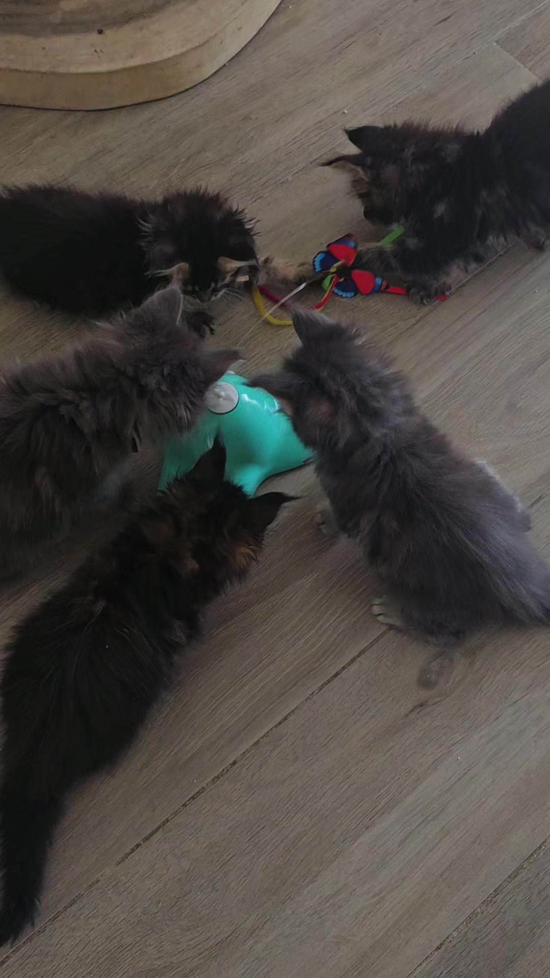 @mainecoonspalace
