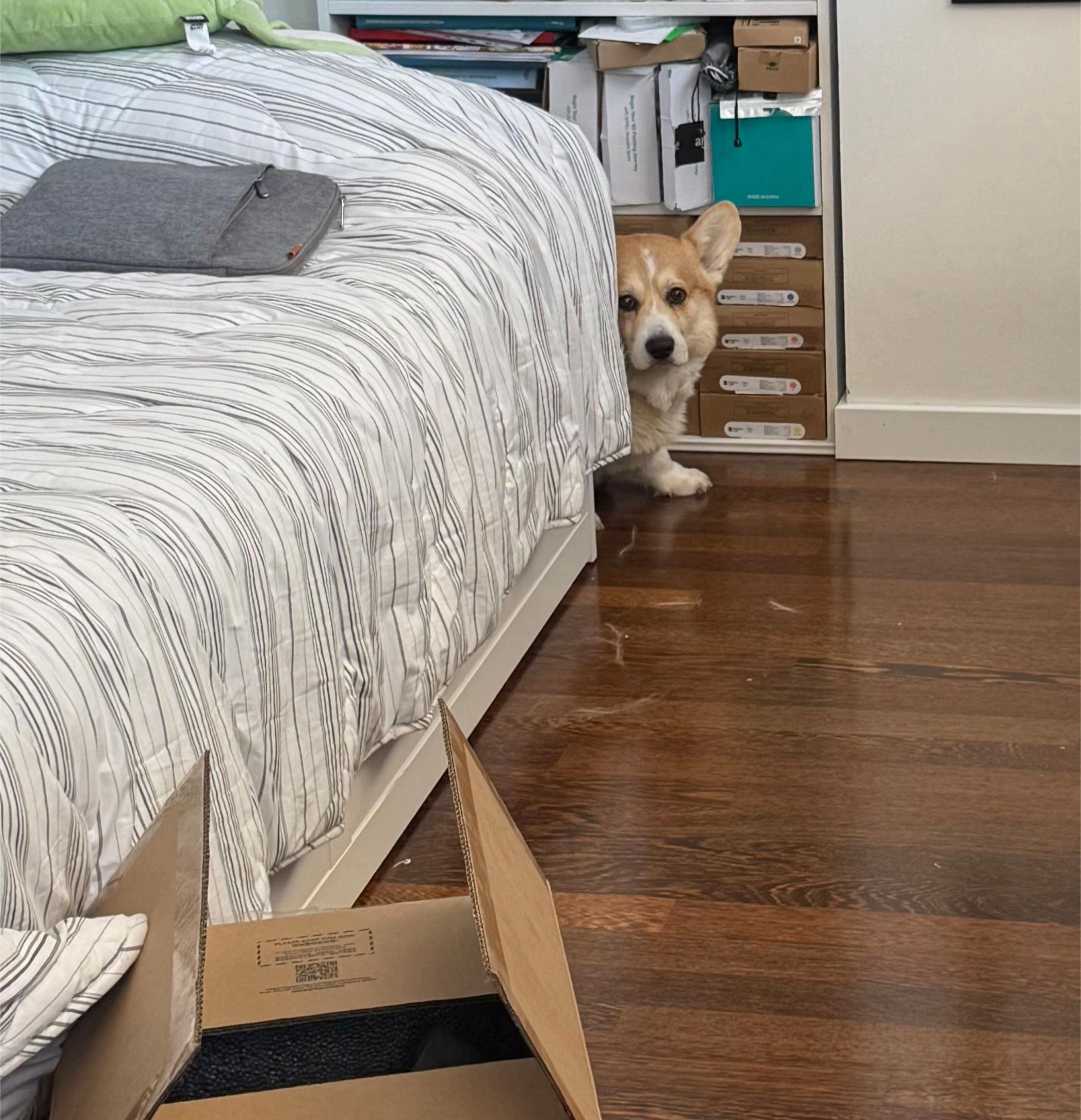 @Cheddar the Corgi