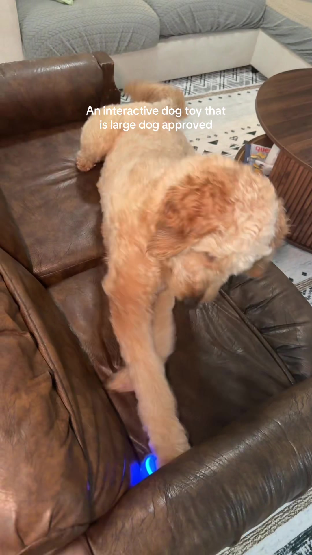 @Life.of.Penny Poo