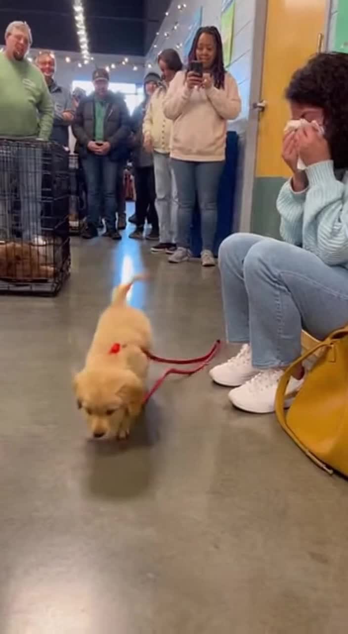@dogadoption