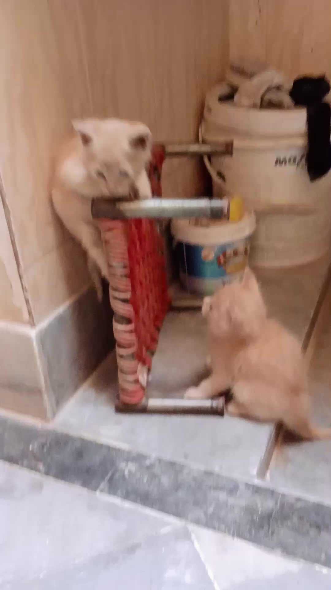 @cutecatlover8172