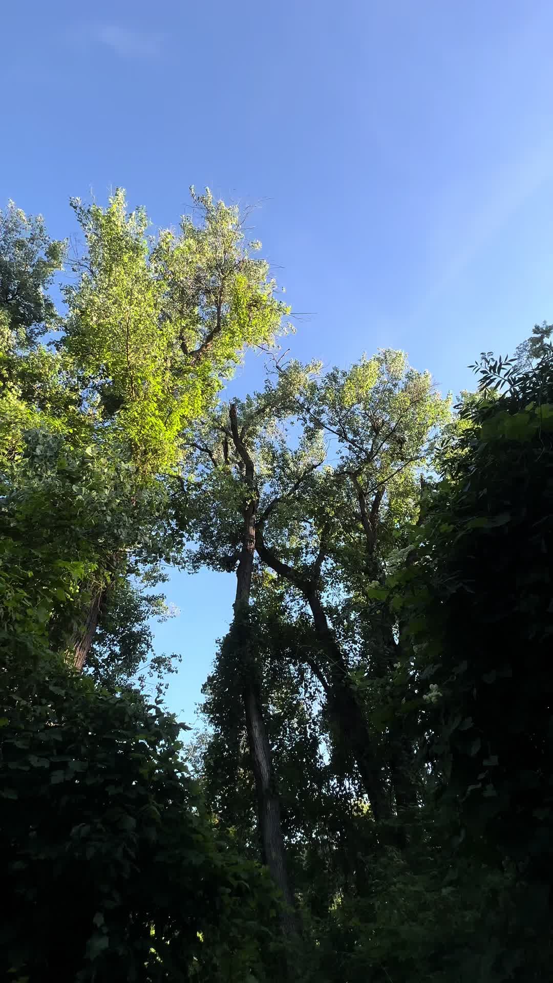 @🌲