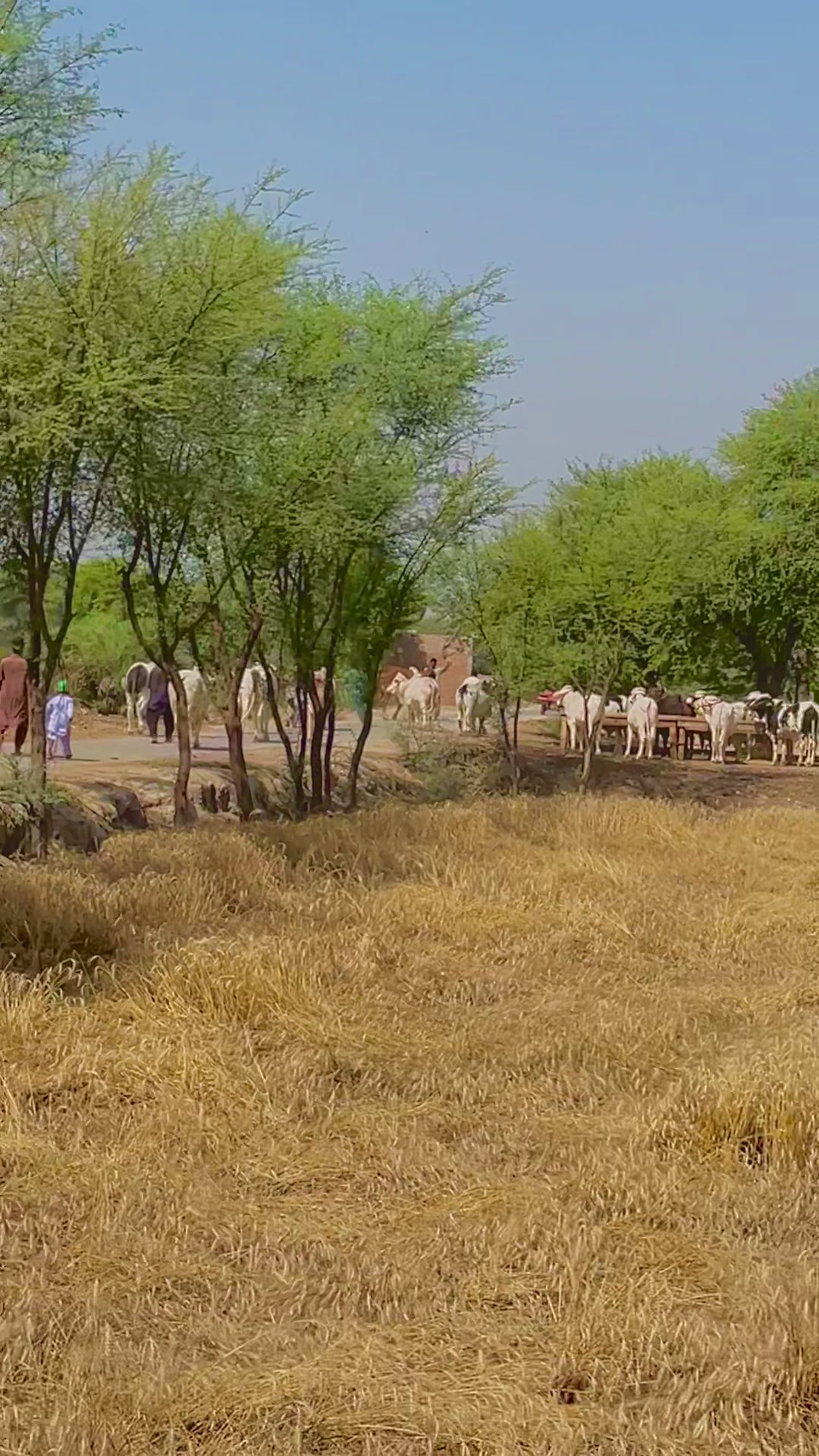 @Ustad Jee Cattle Farm