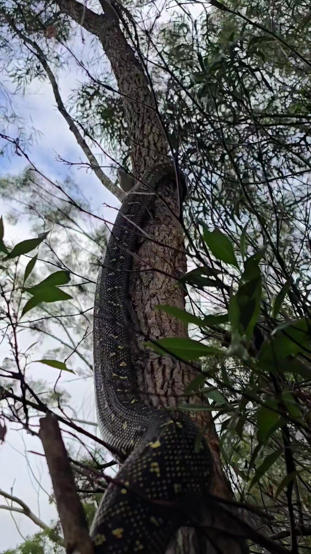 @NarellanSnakeCatcher