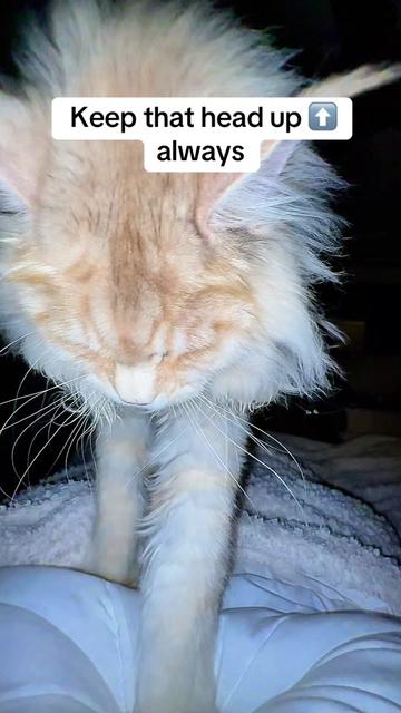 @Sonnyboy 🐈 Staci RN