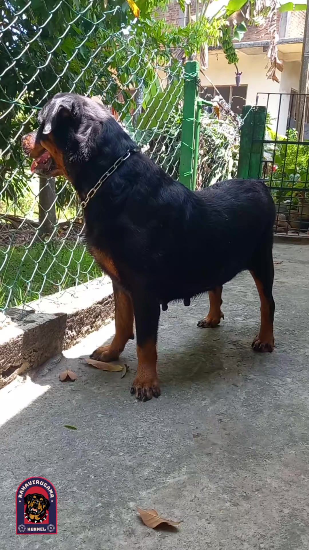@Ranavirugama Kennel