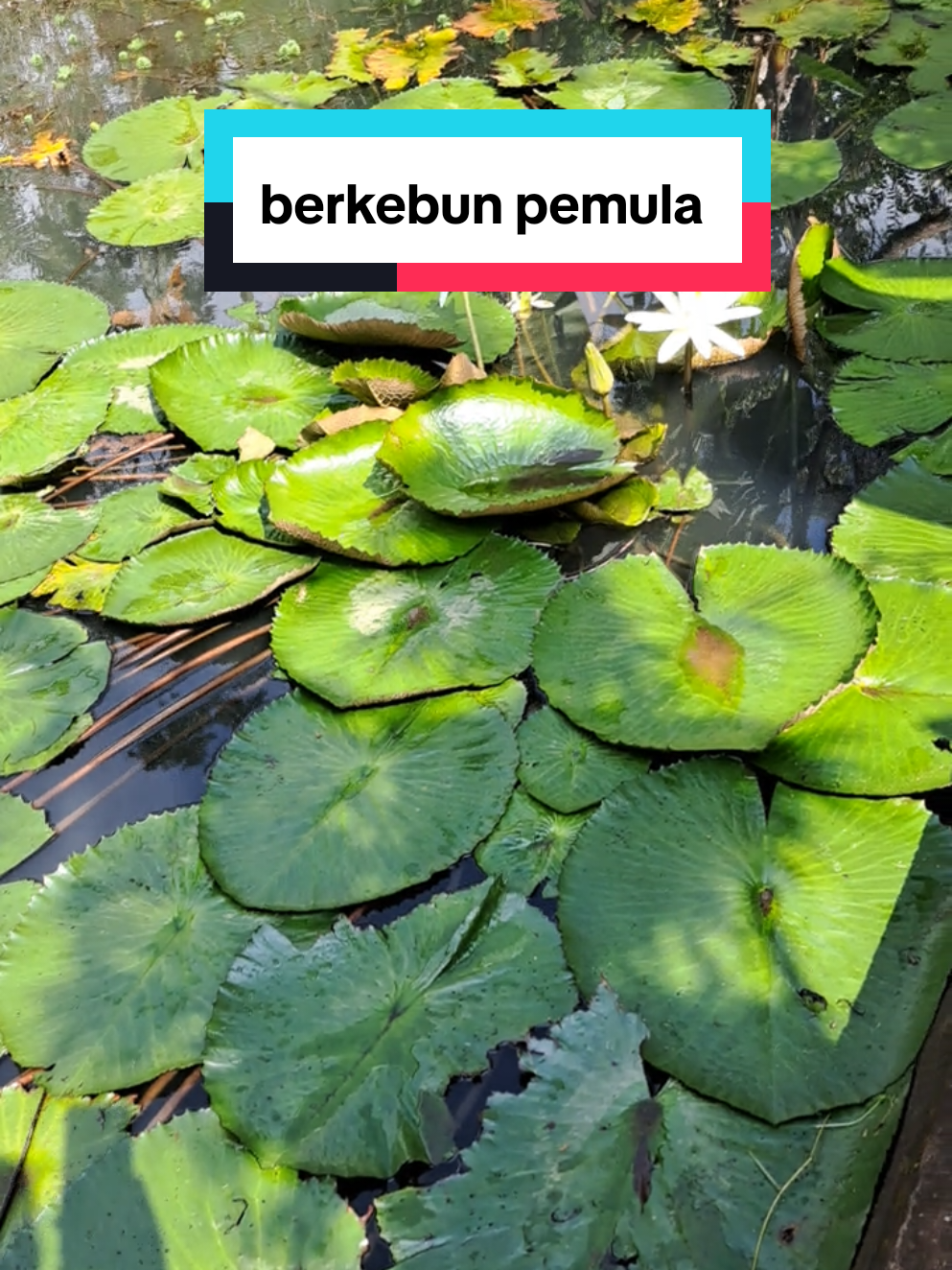 @dewidailylife