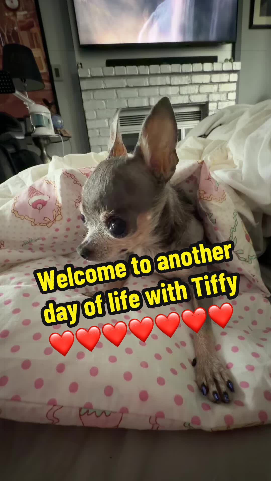@Tinytiffytheteacupchihuahua