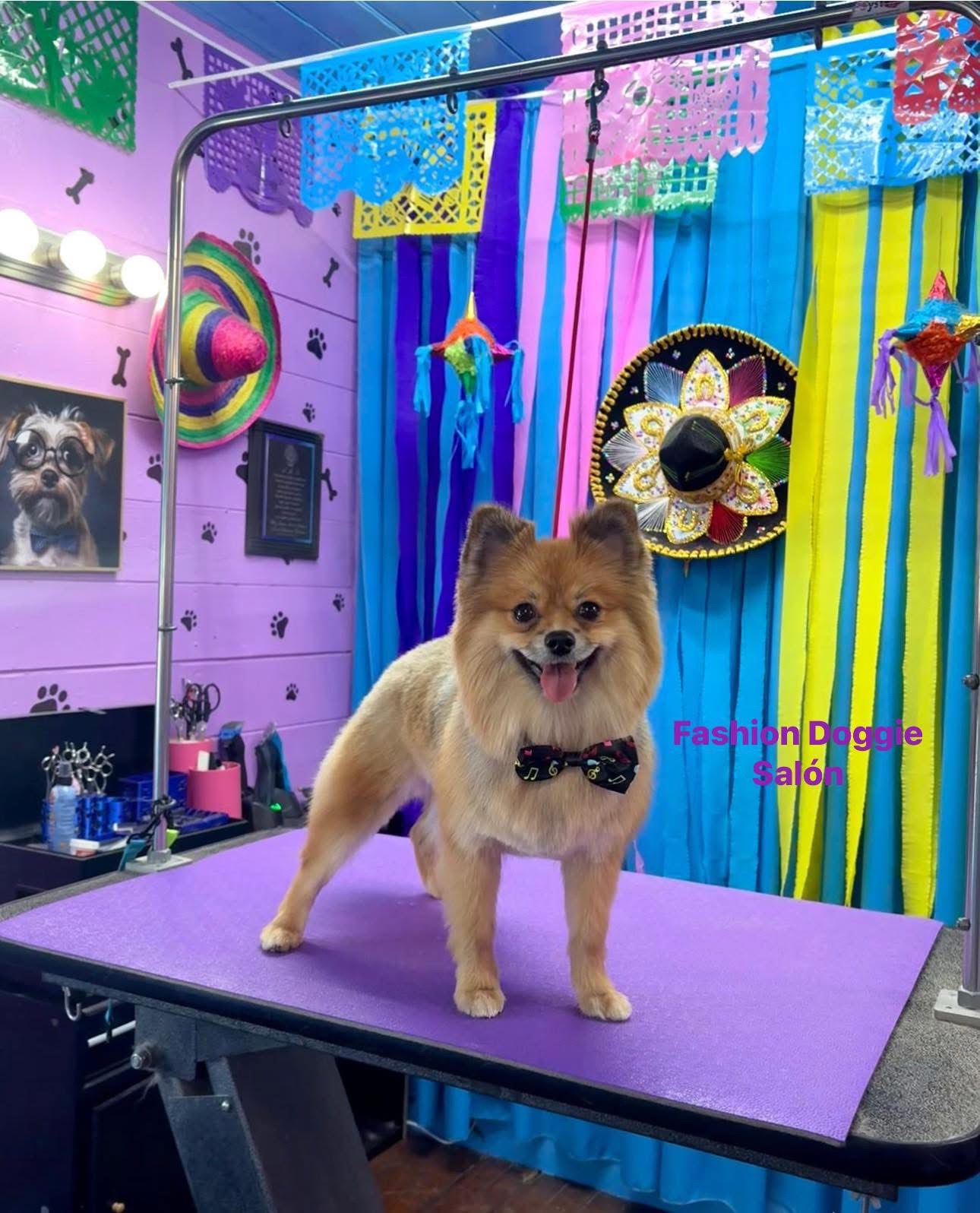 @fashion.doggie.salon