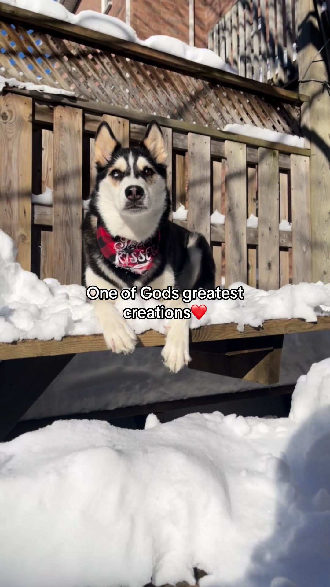 @Maya Husky 🐺