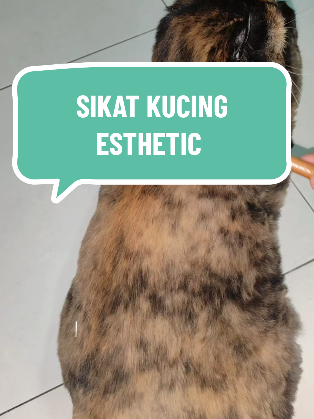 @Omma Kucing 🇲🇾🍉