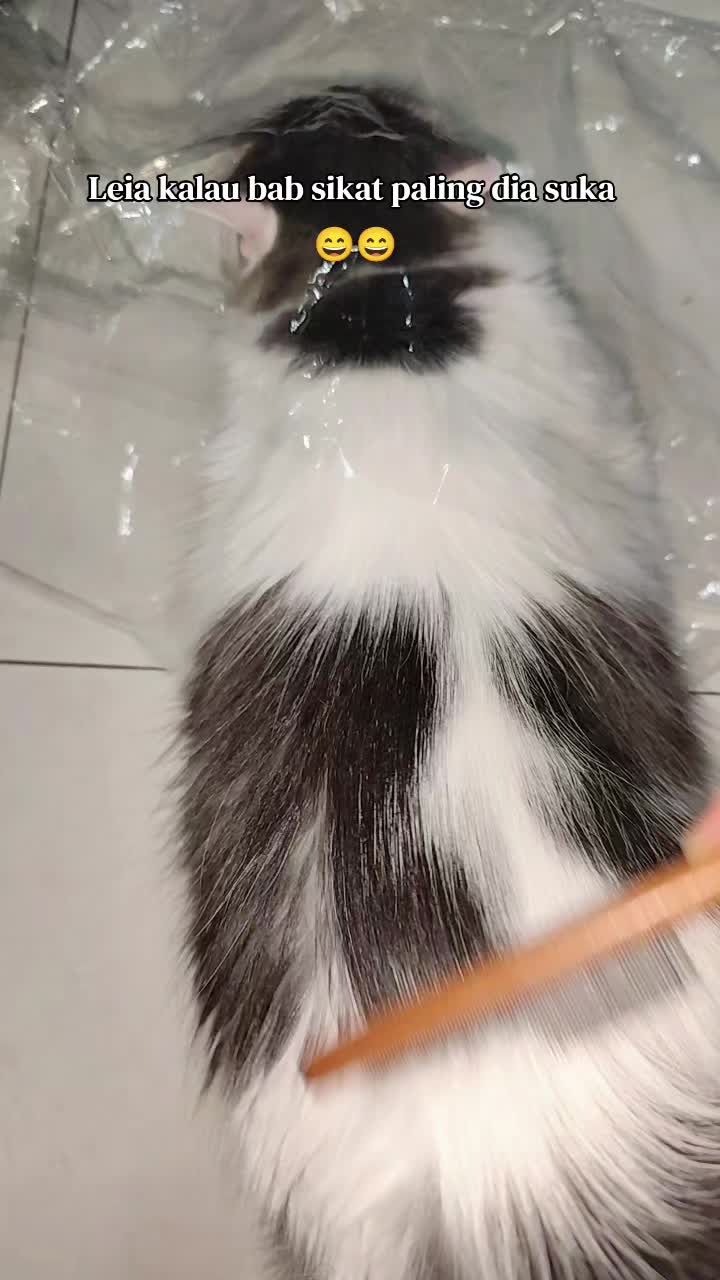 @Omma Kucing 🇲🇾🍉