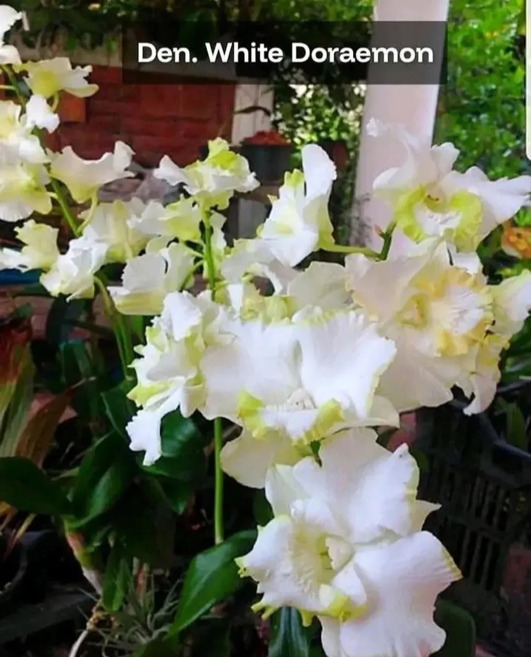 @@Anggrek_Bona