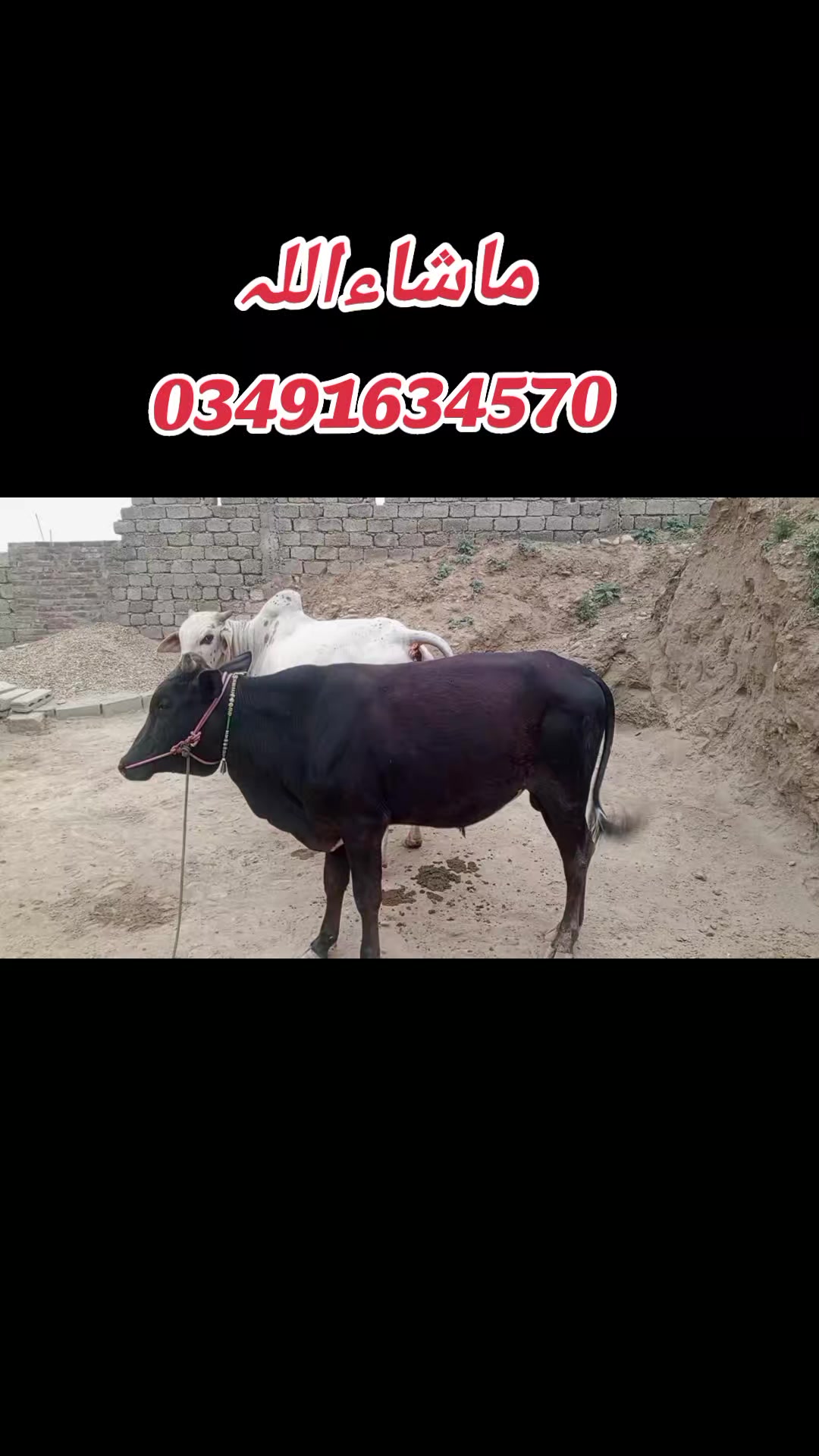 @Raja Moin