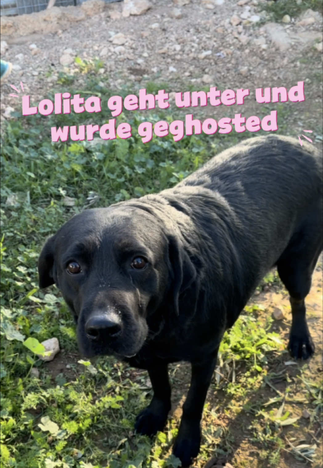 @arcadogsandayleen