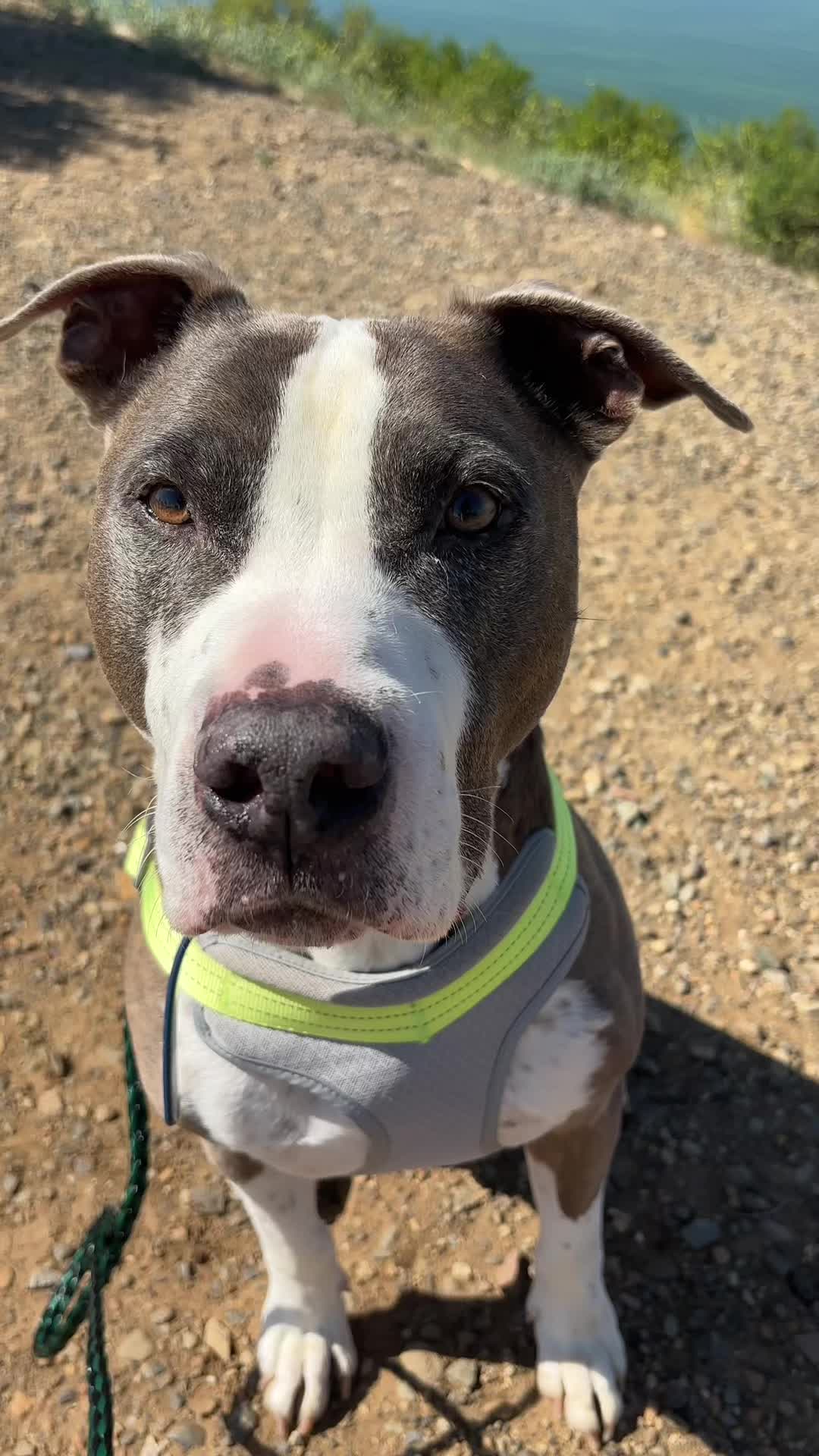 @caponethepitty