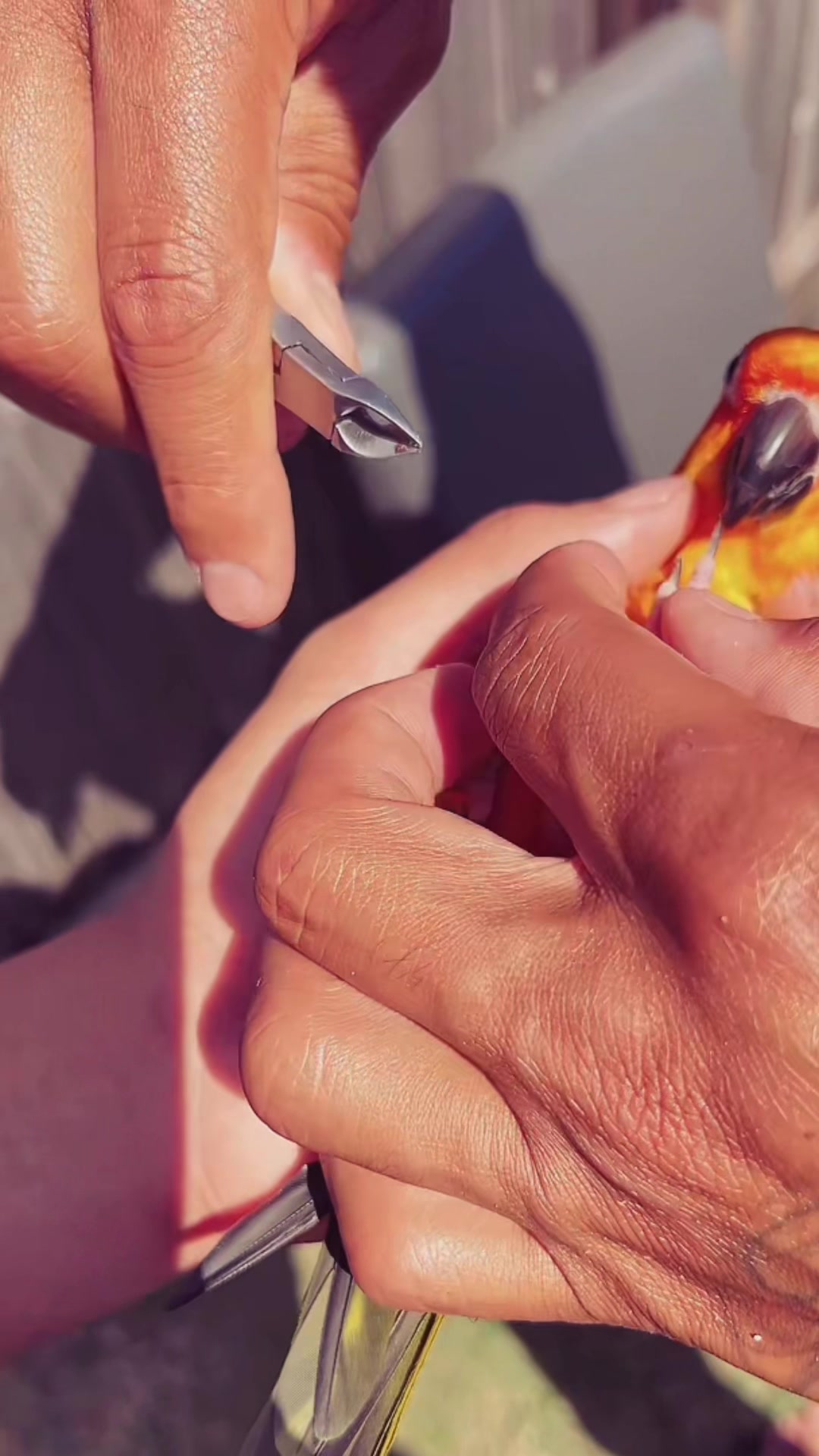 @Suncheepo🦜