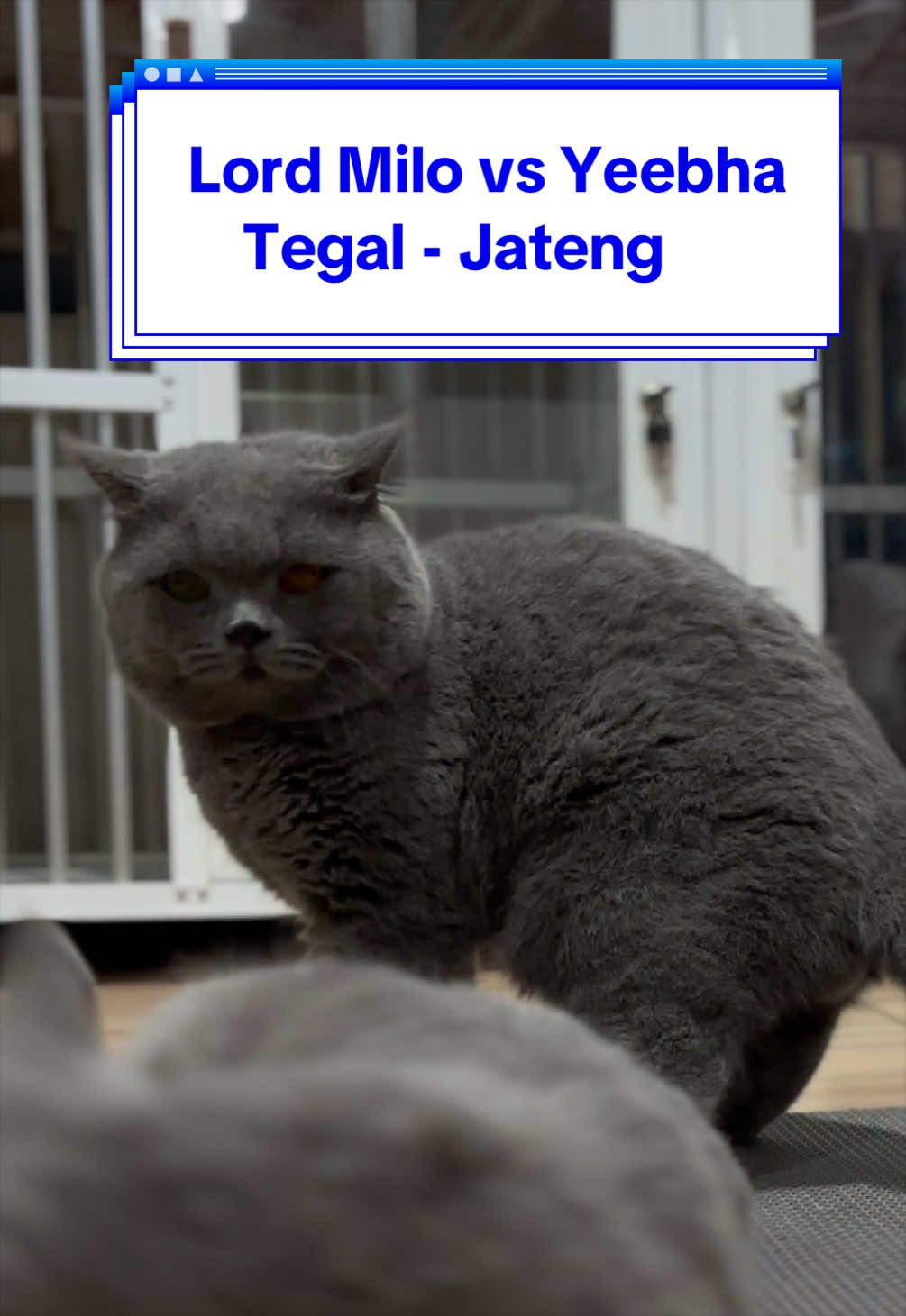 @Jasa Pacak BSH