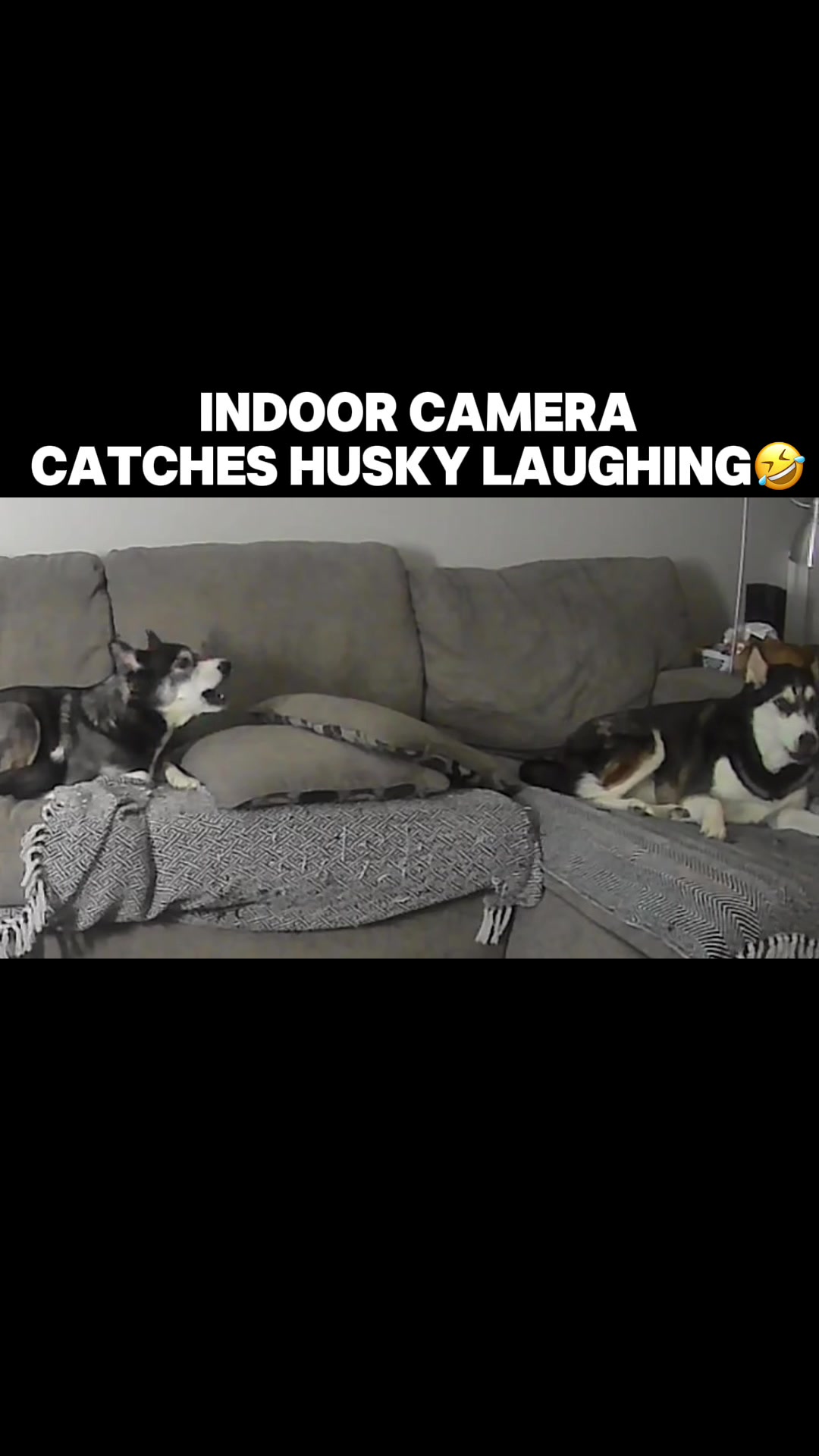 @Maya Husky 🐺