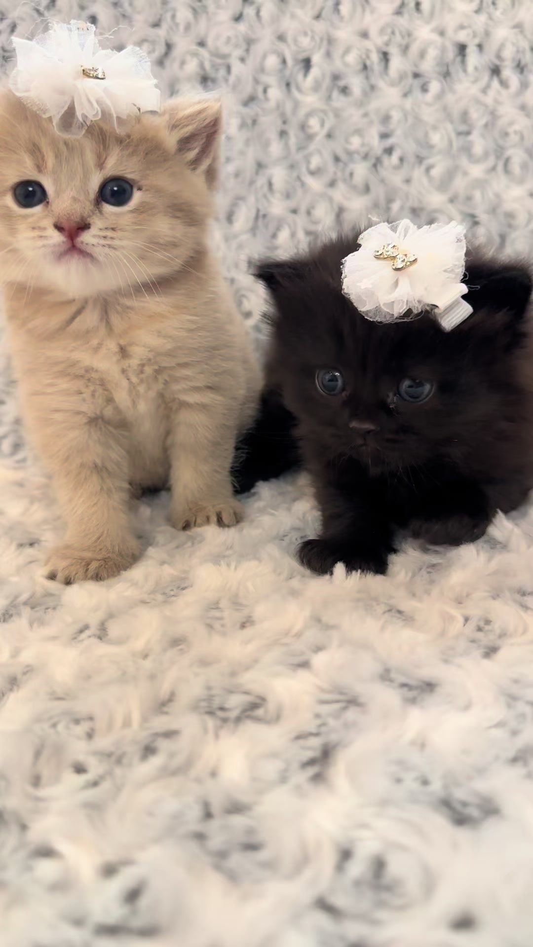 @cat.sheri.kittens