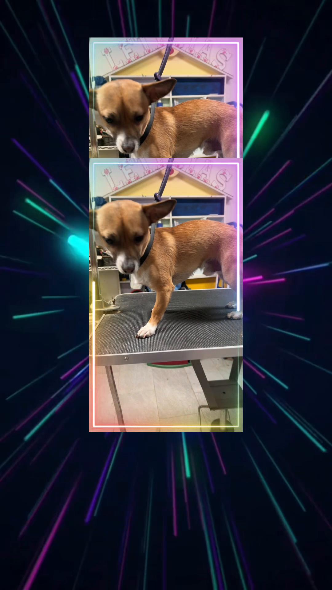 @Doggie Dog World