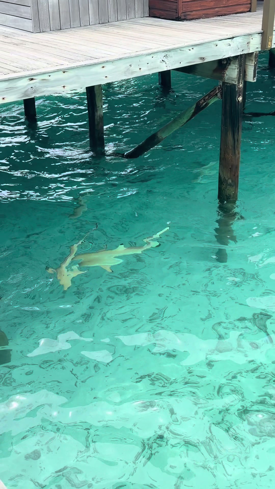 @Amy Macdonald