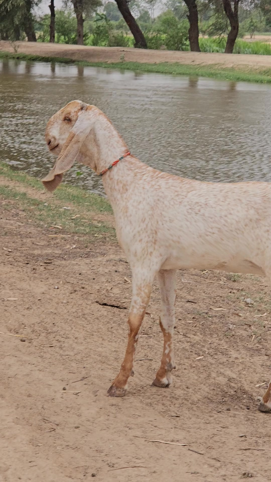 @《SIDHU}{GOAT}{FARM》