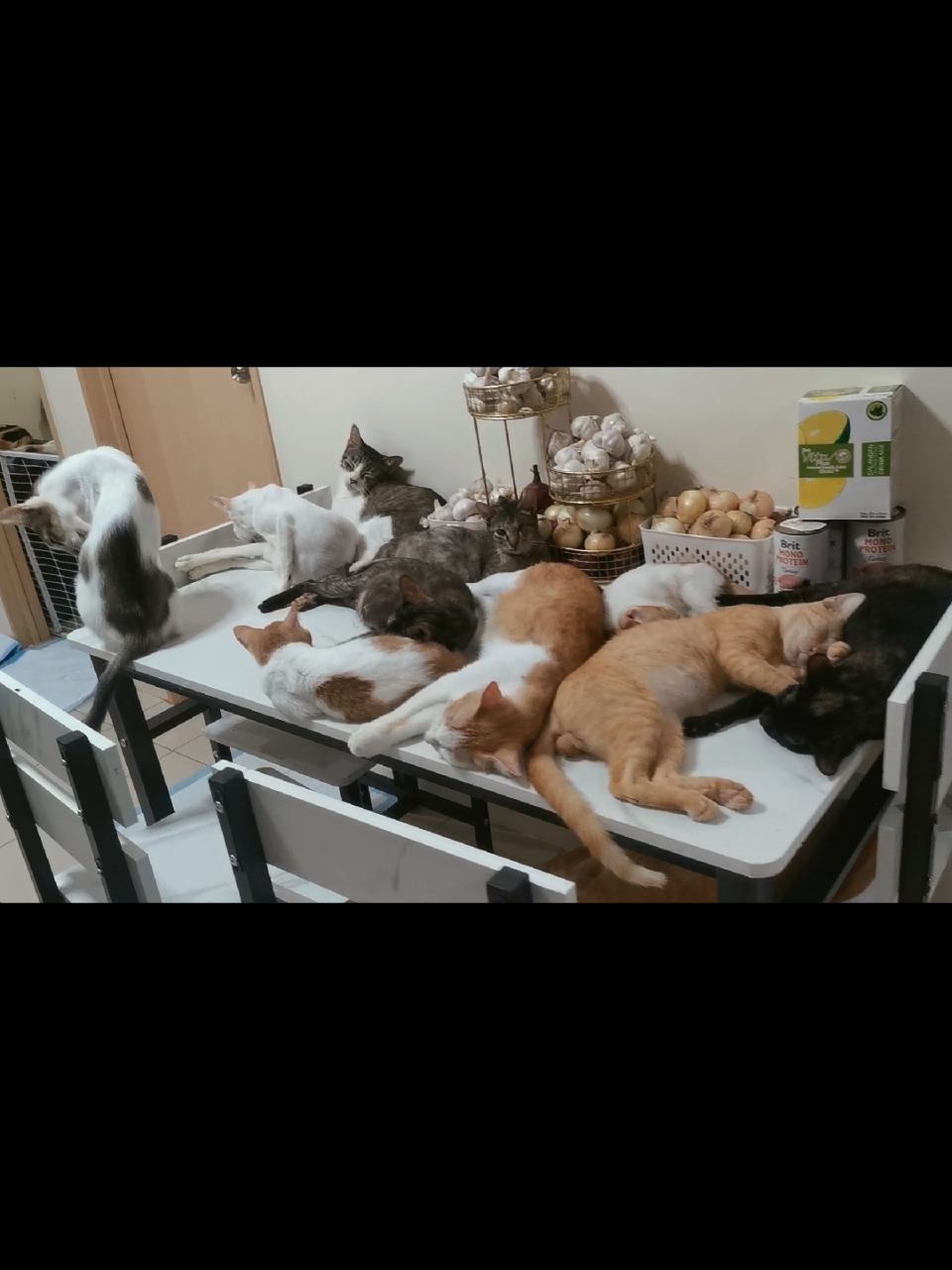 @Bark and Play TV