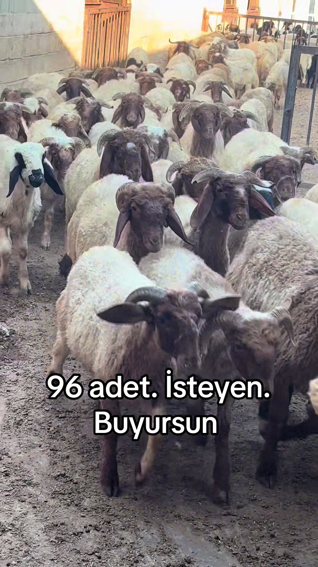 @Ahmet S&ouml;nmez