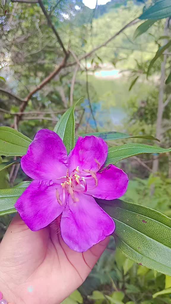 @🌸M A G A R N I🌸
