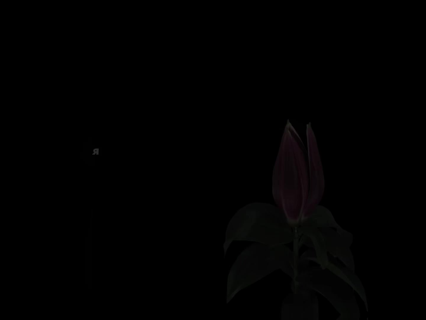 @𝐝