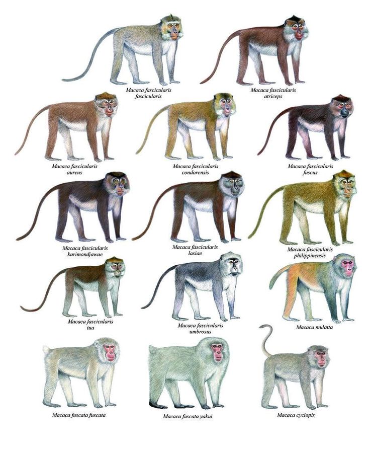 @𓄃𓃕ᗰᖇ chimpanzee𓃚𓃛𓃷𓅾
