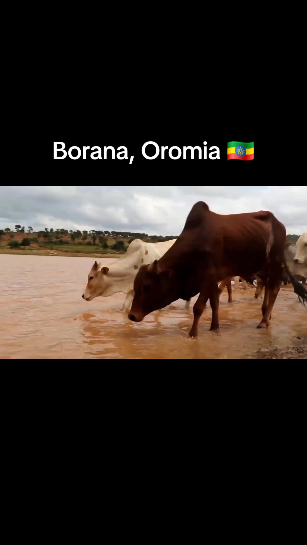 @Shimallis Abdisa Parody