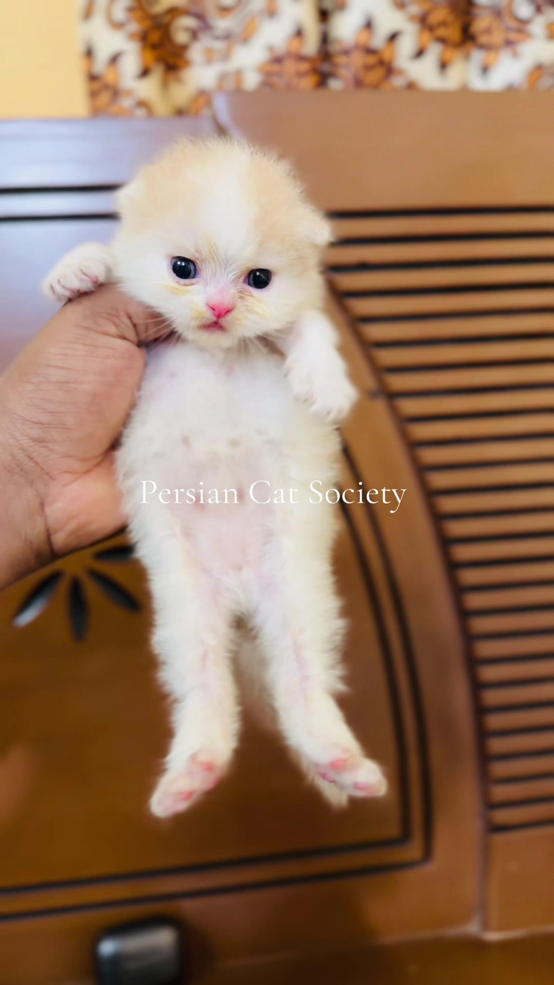 @Persian Cat Society❤️&zwj;🩹