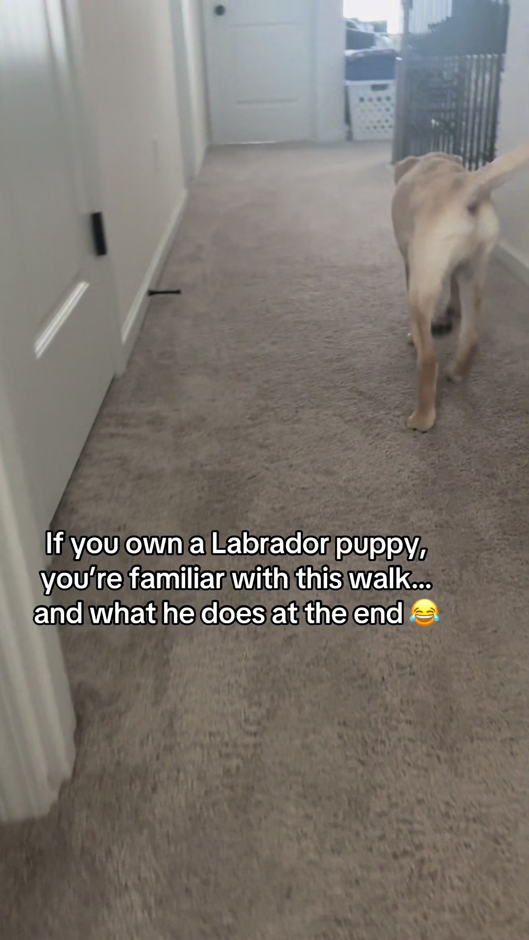 @LifeWithApolloLab