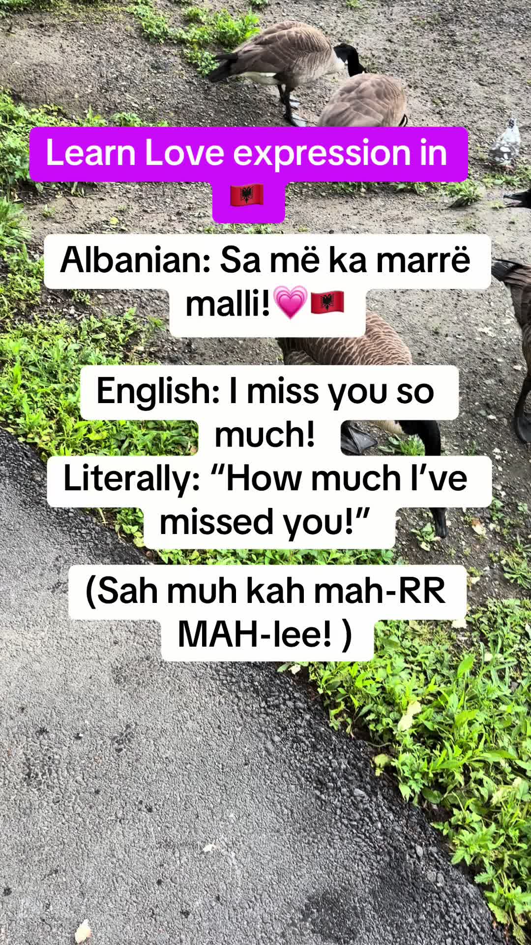 @Albana