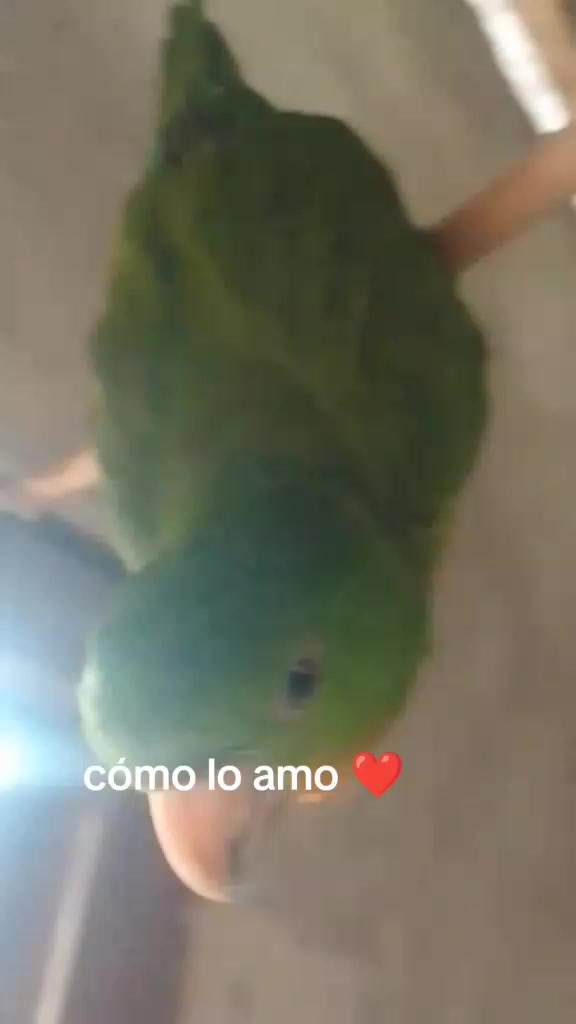 @maribel