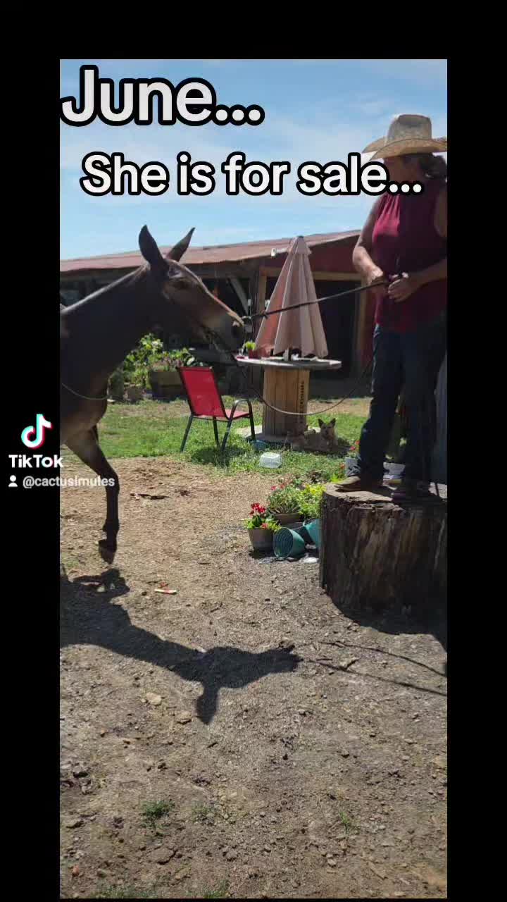 @CactusLMules