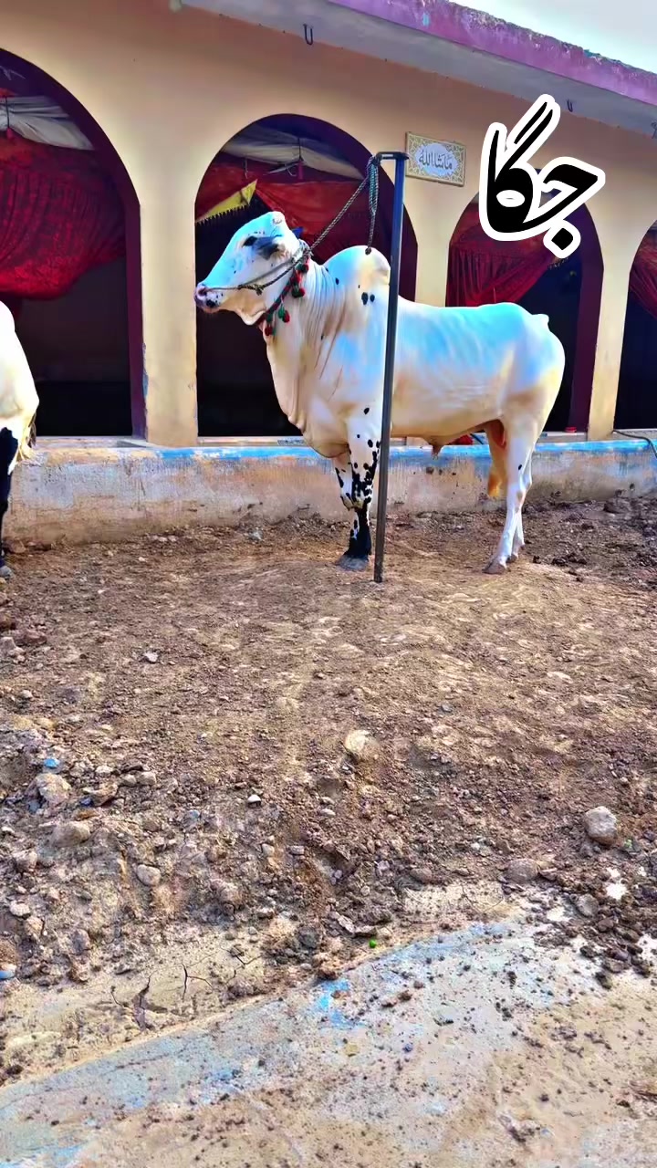 @TALHA CATTLE FARM
