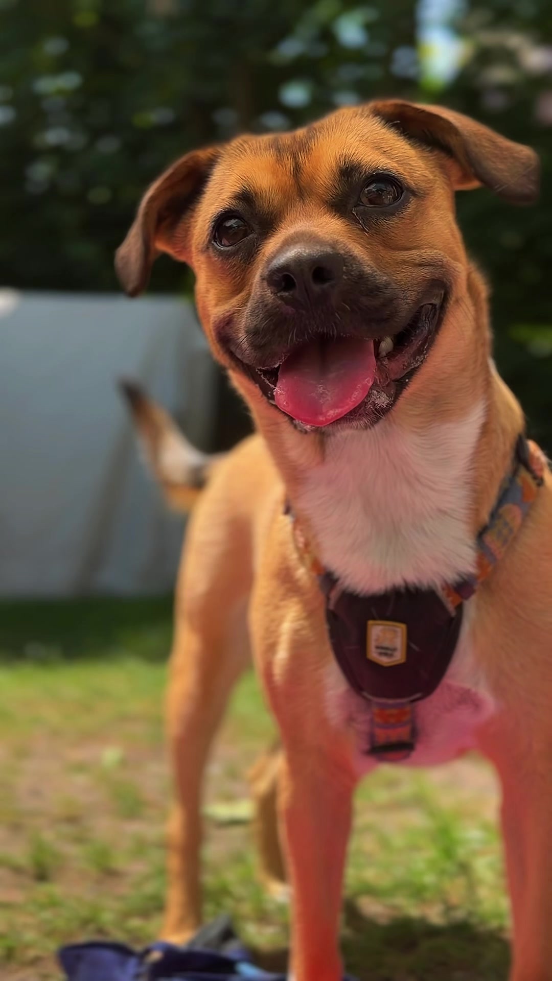 @Hundezentrum Lapki &bull; Mettmann